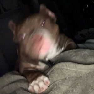 Meet your Posher, King